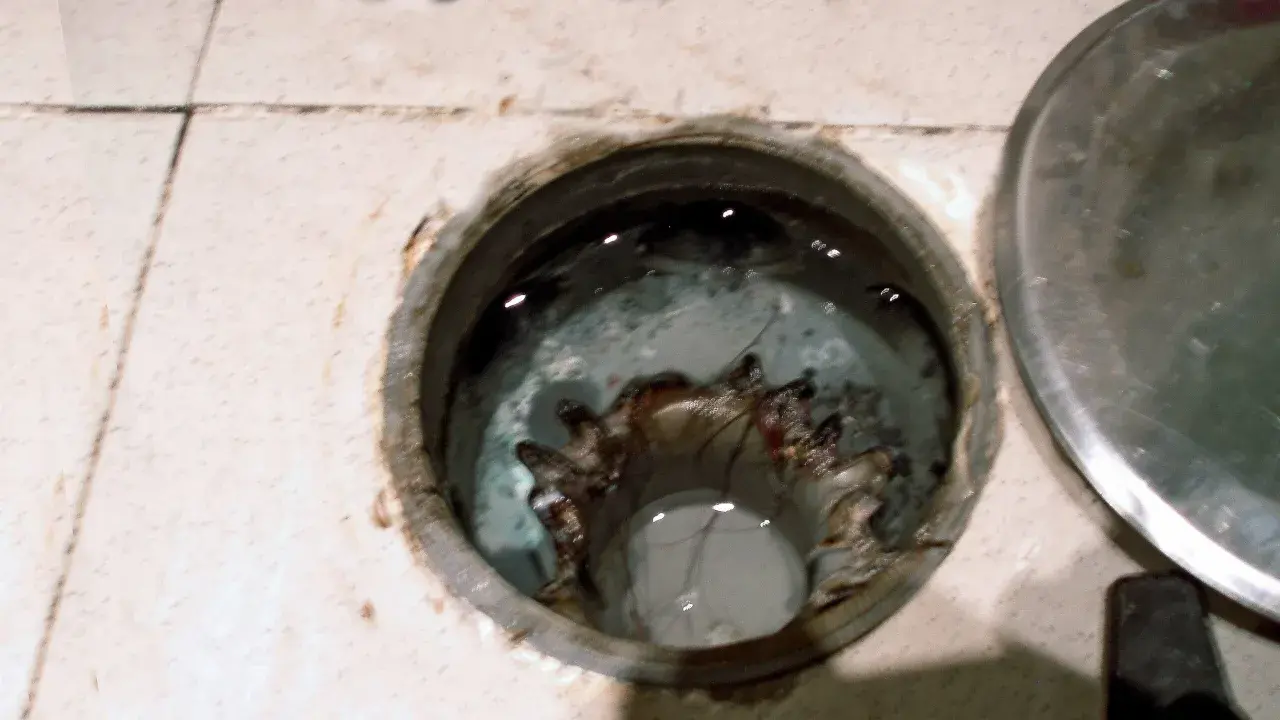 Interior de un bote sifónico con agua estancada y residuos.