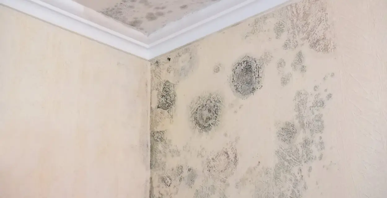 Manchas de moho y humedad en la esquina de una pared y el techo.