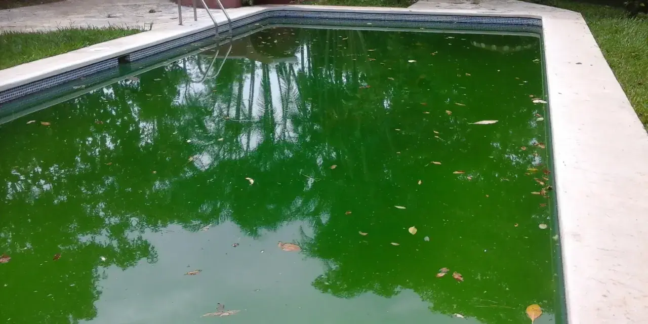Piscina con agua verde turbia y hojas flotando.