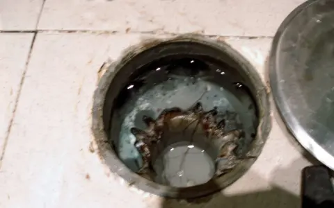 Interior de un bote sifónico con agua estancada y residuos.