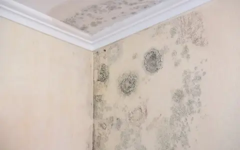 Manchas de moho y humedad en la esquina de una pared y el techo.
