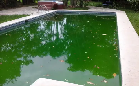 Piscina con agua verde turbia y hojas flotando.