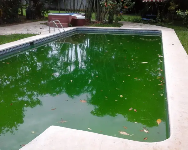 Piscina con agua verde turbia y hojas flotando.