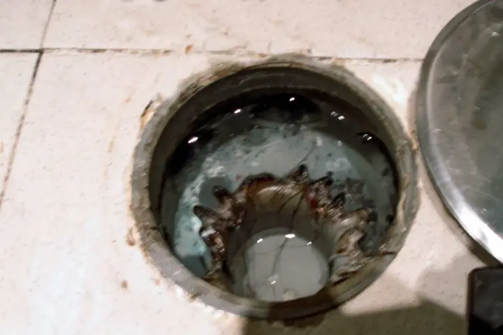 Interior de un bote sifónico con agua estancada y residuos.