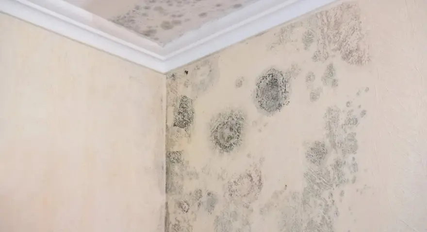 Manchas de moho y humedad en la esquina de una pared y el techo.