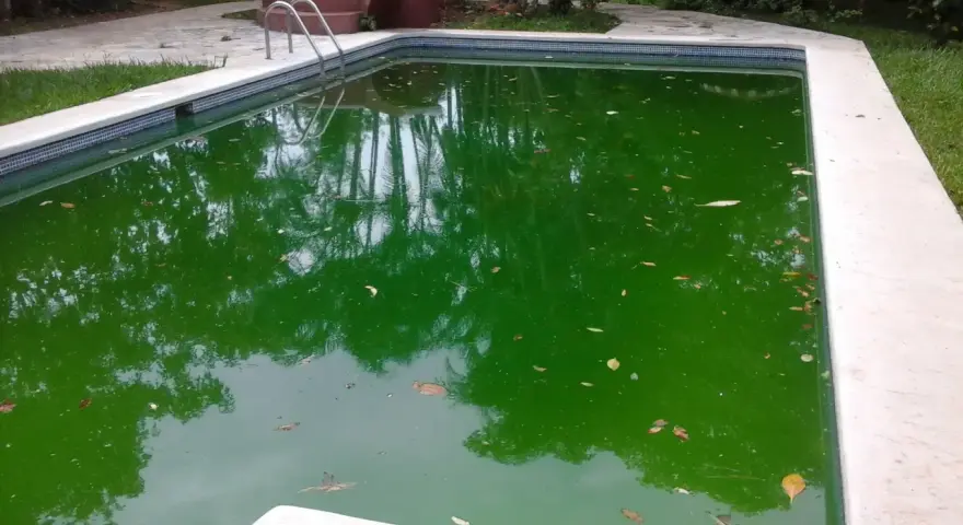 Piscina con agua verde turbia y hojas flotando.