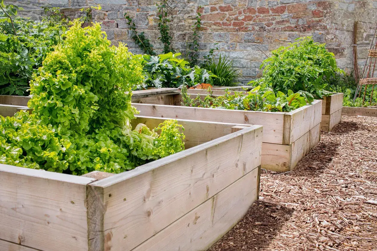 Jardineras de madera con lechugas y otras verduras. Ideas para como hacer una jardinera de madera y cultivar tus propios alimentos.